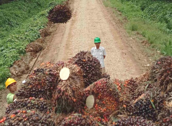 Produsen Minyak Sawit Asal Inggris Akuisisi Dua Perusahaan Sawit di Kaltim